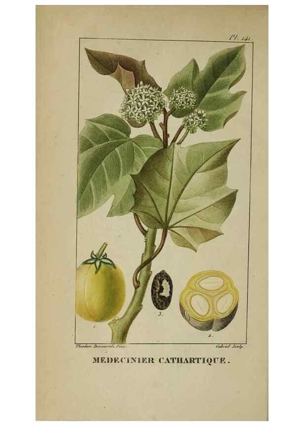 Reproducción/Reproduction 46255644335: Flore pittoresque et médicale des Antilles, ou, Histoire naturelle des plantes usuelles des colonies françaises, anglaises, espagnoles, et portugaises /. Paris :Ches l'Editeur,1833.. 