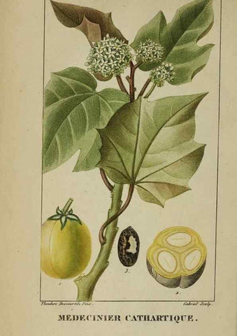 Reproducción/Reproduction 46255644335: Flore pittoresque et médicale des Antilles, ou, Histoire naturelle des plantes usuelles des colonies françaises, anglaises, espagnoles, et portugaises /. Paris :Ches l'Editeur,1833.. 
