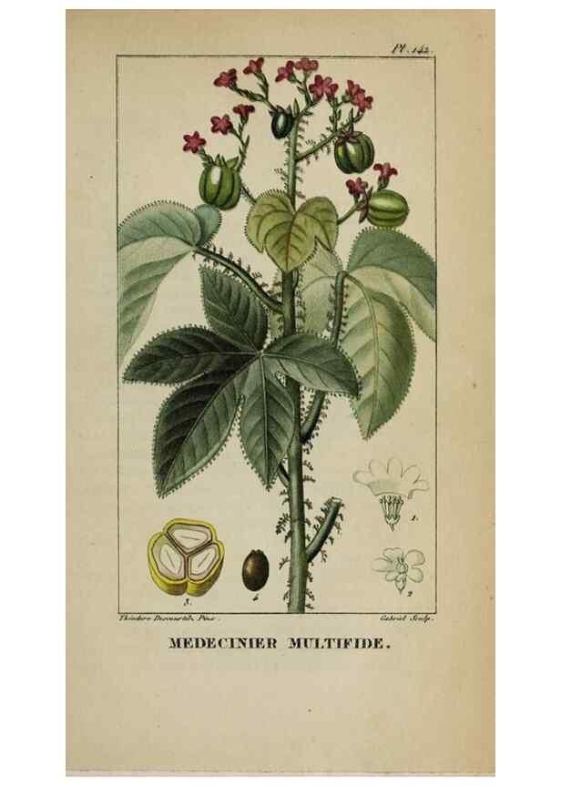 Reproducción/Reproduction 47169749261: Flore pittoresque et médicale des Antilles, ou, Histoire naturelle des plantes usuelles des colonies françaises, anglaises, espagnoles, et portugaises /. Paris :Ches l'Editeur,1833.. 