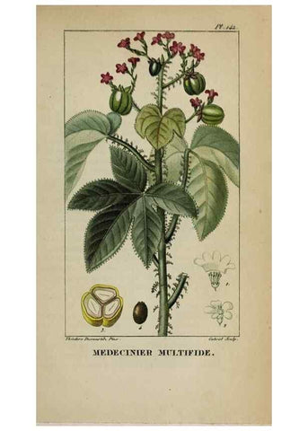 Reproducción/Reproduction 47169749261: Flore pittoresque et médicale des Antilles, ou, Histoire naturelle des plantes usuelles des colonies françaises, anglaises, espagnoles, et portugaises /. Paris :Ches l'Editeur,1833.. 