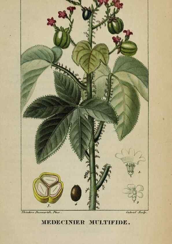 Reproducción/Reproduction 47169749261: Flore pittoresque et médicale des Antilles, ou, Histoire naturelle des plantes usuelles des colonies françaises, anglaises, espagnoles, et portugaises /. Paris :Ches l'Editeur,1833.. 