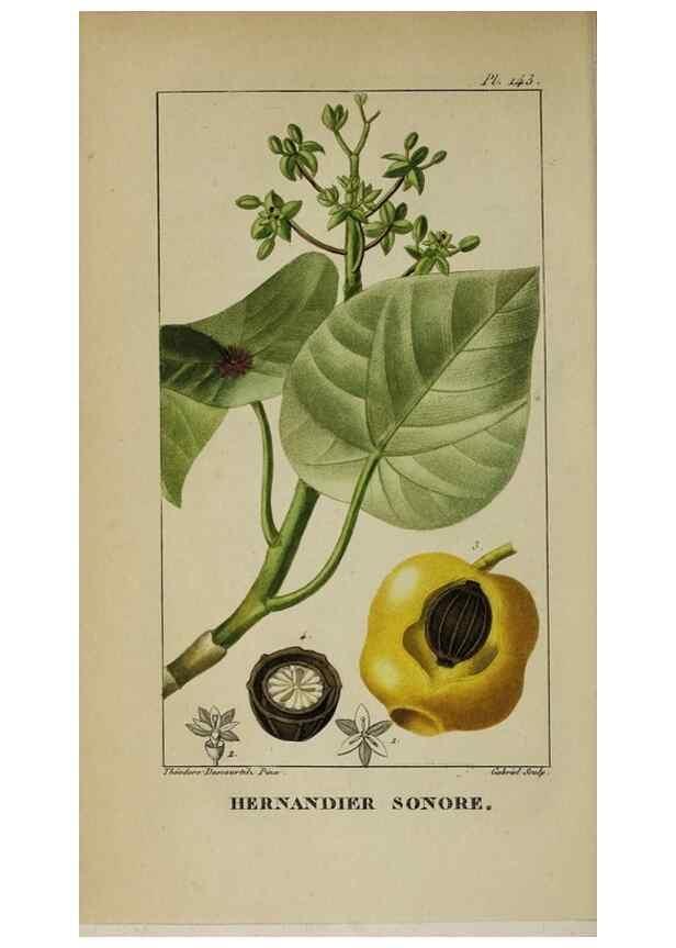 Reproducción/Reproduction 32227935147: Flore pittoresque et médicale des Antilles, ou, Histoire naturelle des plantes usuelles des colonies françaises, anglaises, espagnoles, et portugaises /. Paris :Ches l'Editeur,1833.. 