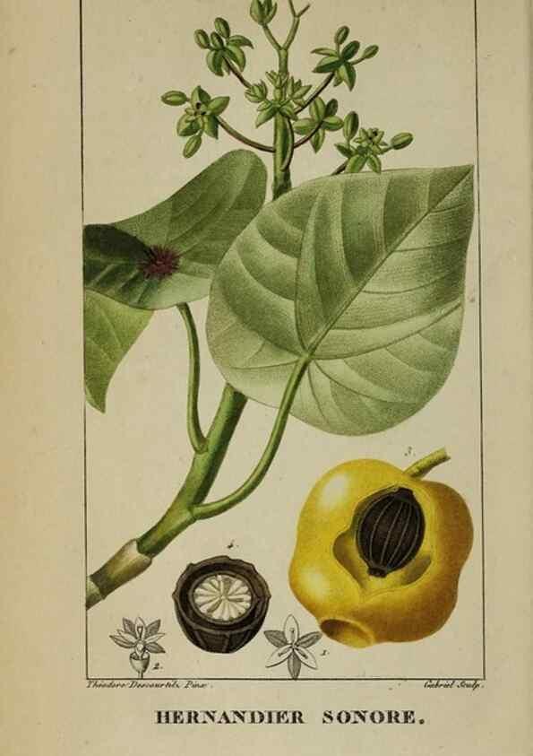 Reproducción/Reproduction 32227935147: Flore pittoresque et médicale des Antilles, ou, Histoire naturelle des plantes usuelles des colonies françaises, anglaises, espagnoles, et portugaises /. Paris :Ches l'Editeur,1833.. 
