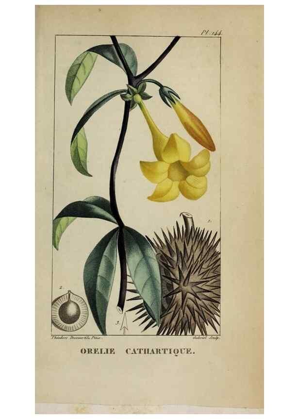 Reproducción/Reproduction 32227935917: Flore pittoresque et médicale des Antilles, ou, Histoire naturelle des plantes usuelles des colonies françaises, anglaises, espagnoles, et portugaises /. Paris :Ches l'Editeur,1833.. 