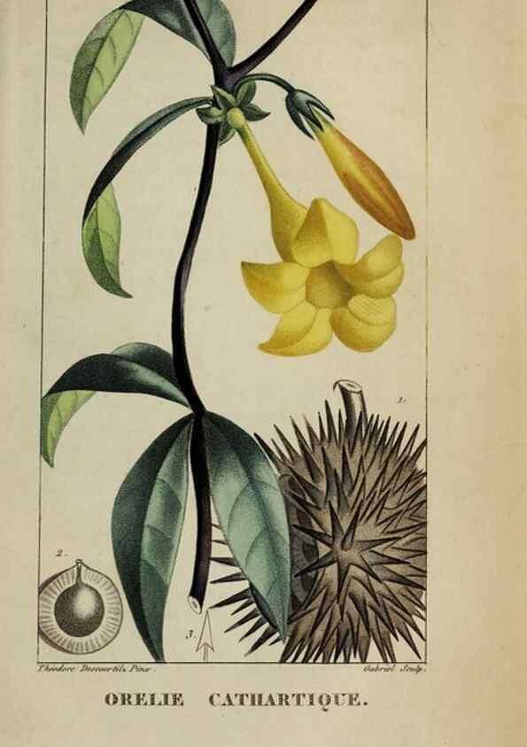 Reproducción/Reproduction 32227935917: Flore pittoresque et médicale des Antilles, ou, Histoire naturelle des plantes usuelles des colonies françaises, anglaises, espagnoles, et portugaises /. Paris :Ches l'Editeur,1833.. 