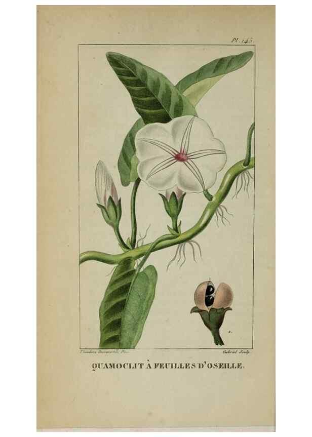 Reproducción/Reproduction 40204880603: Flore pittoresque et médicale des Antilles, ou, Histoire naturelle des plantes usuelles des colonies françaises, anglaises, espagnoles, et portugaises /. Paris :Ches l'Editeur,1833.. 