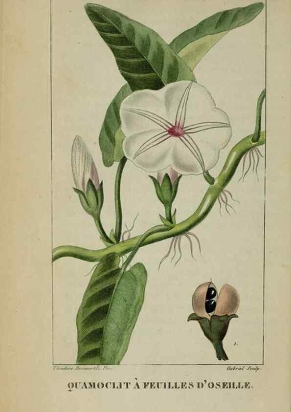 Reproducción/Reproduction 40204880603: Flore pittoresque et médicale des Antilles, ou, Histoire naturelle des plantes usuelles des colonies françaises, anglaises, espagnoles, et portugaises /. Paris :Ches l'Editeur,1833.. 