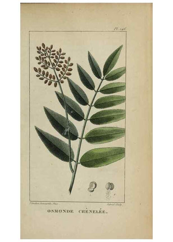 Reproducción/Reproduction 32227937287: Flore pittoresque et médicale des Antilles, ou, Histoire naturelle des plantes usuelles des colonies françaises, anglaises, espagnoles, et portugaises /. Paris :Ches l'Editeur,1833.. 