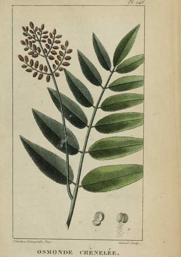 Reproducción/Reproduction 32227937287: Flore pittoresque et médicale des Antilles, ou, Histoire naturelle des plantes usuelles des colonies françaises, anglaises, espagnoles, et portugaises /. Paris :Ches l'Editeur,1833.. 