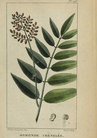 Reproducción/Reproduction 32227937287: Flore pittoresque et médicale des Antilles, ou, Histoire naturelle des plantes usuelles des colonies françaises, anglaises, espagnoles, et portugaises /. Paris :Ches l'Editeur,1833.. 