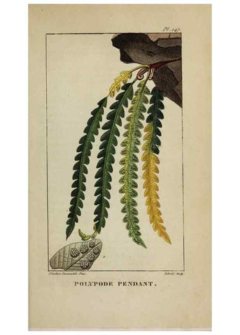 Reproducción/Reproduction 47169753701: Flore pittoresque et médicale des Antilles, ou, Histoire naturelle des plantes usuelles des colonies françaises, anglaises, espagnoles, et portugaises /. Paris :Ches l'Editeur,1833.. 