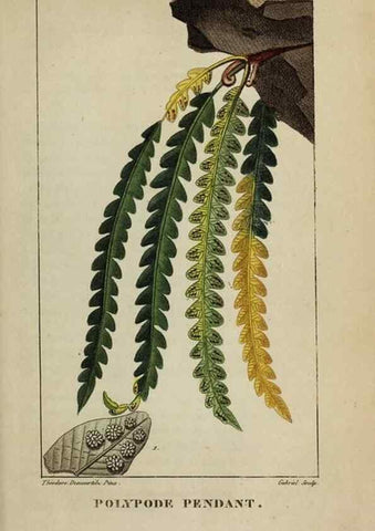 Reproducción/Reproduction 47169753701: Flore pittoresque et médicale des Antilles, ou, Histoire naturelle des plantes usuelles des colonies françaises, anglaises, espagnoles, et portugaises /. Paris :Ches l'Editeur,1833.. 