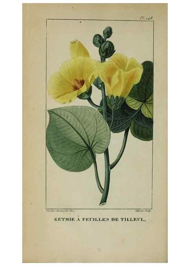 Reproducción/Reproduction 47117786372: Flore pittoresque et médicale des Antilles, ou, Histoire naturelle des plantes usuelles des colonies françaises, anglaises, espagnoles, et portugaises /. Paris :Ches l'Editeur,1833.. 