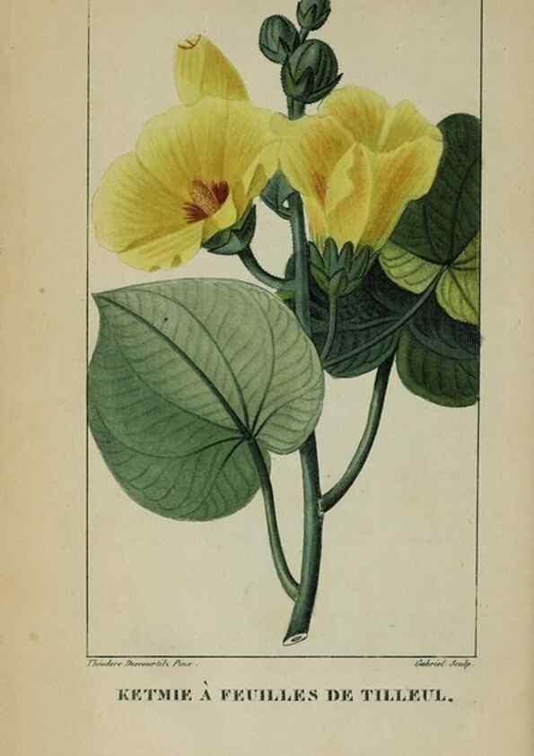 Reproducción/Reproduction 47117786372: Flore pittoresque et médicale des Antilles, ou, Histoire naturelle des plantes usuelles des colonies françaises, anglaises, espagnoles, et portugaises /. Paris :Ches l'Editeur,1833.. 