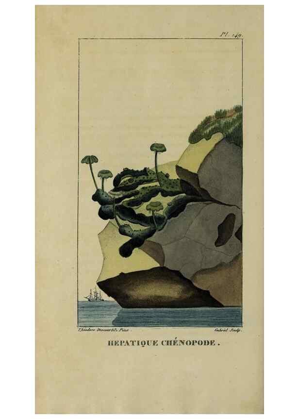 Reproducción/Reproduction 40204883633: Flore pittoresque et médicale des Antilles, ou, Histoire naturelle des plantes usuelles des colonies françaises, anglaises, espagnoles, et portugaises /. Paris :Ches l'Editeur,1833.. 