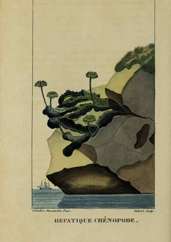 Reproducción/Reproduction 40204883633: Flore pittoresque et médicale des Antilles, ou, Histoire naturelle des plantes usuelles des colonies françaises, anglaises, espagnoles, et portugaises /. Paris :Ches l'Editeur,1833.. 