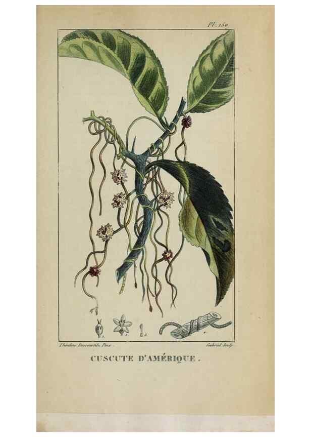 Reproducción/Reproduction 33294577468: Flore pittoresque et médicale des Antilles, ou, Histoire naturelle des plantes usuelles des colonies françaises, anglaises, espagnoles, et portugaises /. Paris :Ches l'Editeur,1833.. 