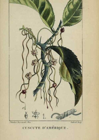 Reproducción/Reproduction 33294577468: Flore pittoresque et médicale des Antilles, ou, Histoire naturelle des plantes usuelles des colonies françaises, anglaises, espagnoles, et portugaises /. Paris :Ches l'Editeur,1833.. 