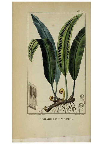 Reproducción/Reproduction 46446257104: Flore pittoresque et médicale des Antilles, ou, Histoire naturelle des plantes usuelles des colonies françaises, anglaises, espagnoles, et portugaises /. Paris :Ches l'Editeur,1833.. 