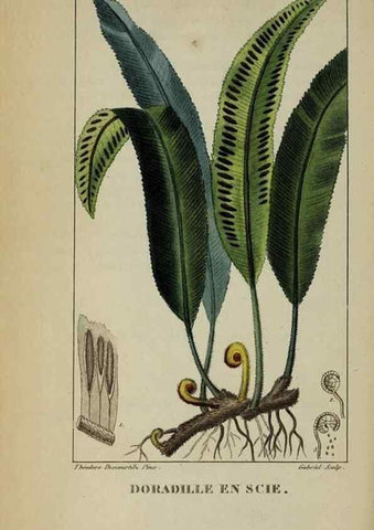Reproducción/Reproduction 46446257104: Flore pittoresque et médicale des Antilles, ou, Histoire naturelle des plantes usuelles des colonies françaises, anglaises, espagnoles, et portugaises /. Paris :Ches l'Editeur,1833.. 