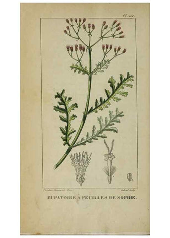 Reproducción/Reproduction 32227941587: Flore pittoresque et médicale des Antilles, ou, Histoire naturelle des plantes usuelles des colonies françaises, anglaises, espagnoles, et portugaises /. Paris :Ches l'Editeur,1833.. 