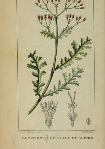 Reproducción/Reproduction 32227941587: Flore pittoresque et médicale des Antilles, ou, Histoire naturelle des plantes usuelles des colonies françaises, anglaises, espagnoles, et portugaises /. Paris :Ches l'Editeur,1833.. 