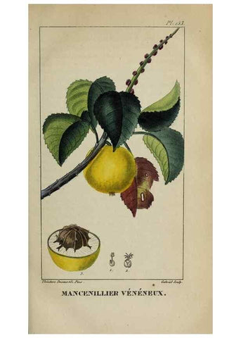 Reproducción/Reproduction 32227963357: Flore pittoresque et médicale des Antilles, ou, Histoire naturelle des plantes usuelles des colonies françaises, anglaises, espagnoles, et portugaises /. Paris :Ches l'Editeur,1833.. 