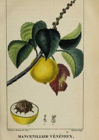 Reproducción/Reproduction 32227963357: Flore pittoresque et médicale des Antilles, ou, Histoire naturelle des plantes usuelles des colonies françaises, anglaises, espagnoles, et portugaises /. Paris :Ches l'Editeur,1833.. 