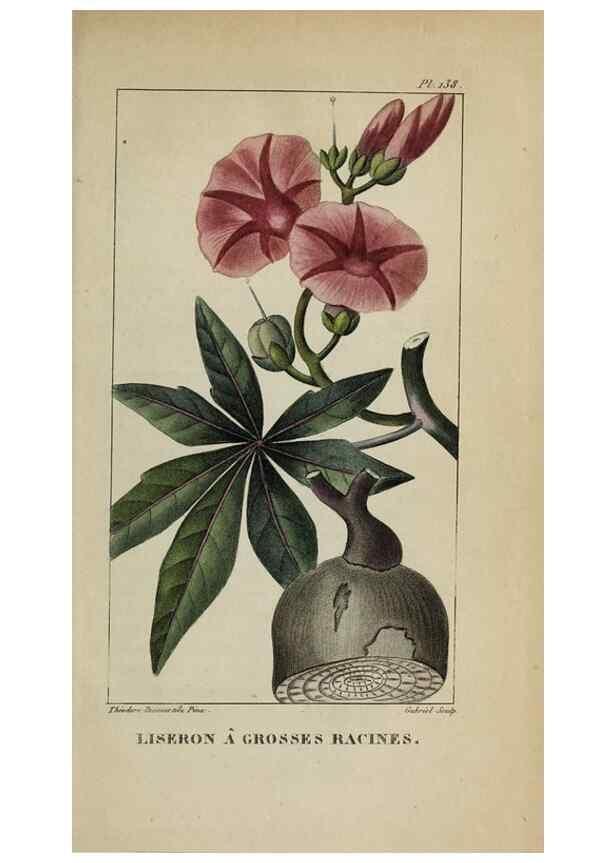 Reproducción/Reproduction 46446242494: Flore pittoresque et médicale des Antilles, ou, Histoire naturelle des plantes usuelles des colonies françaises, anglaises, espagnoles, et portugaises /. Paris :Ches l'Editeur,1833.. 