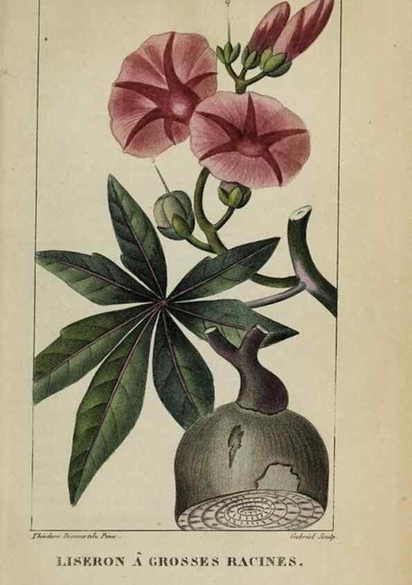 Reproducción/Reproduction 46446242494: Flore pittoresque et médicale des Antilles, ou, Histoire naturelle des plantes usuelles des colonies françaises, anglaises, espagnoles, et portugaises /. Paris :Ches l'Editeur,1833.. 