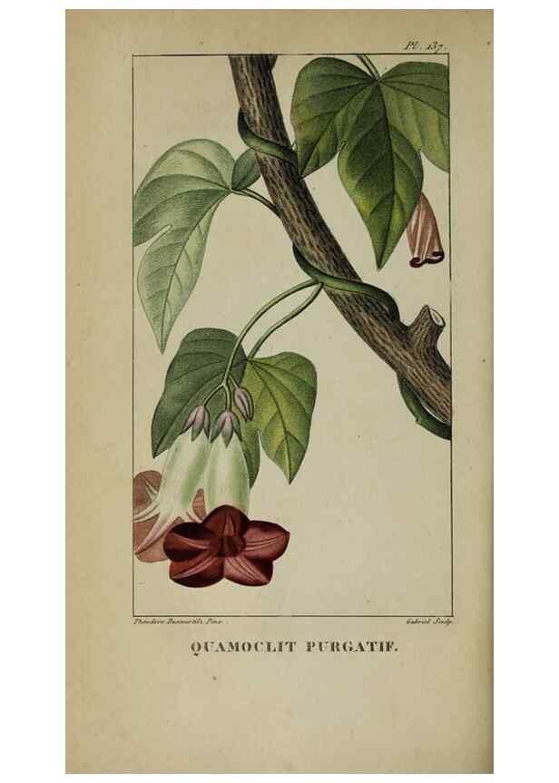 Reproducción/Reproduction 46446241414: Flore pittoresque et médicale des Antilles, ou, Histoire naturelle des plantes usuelles des colonies françaises, anglaises, espagnoles, et portugaises /. Paris :Ches l'Editeur,1833.. 