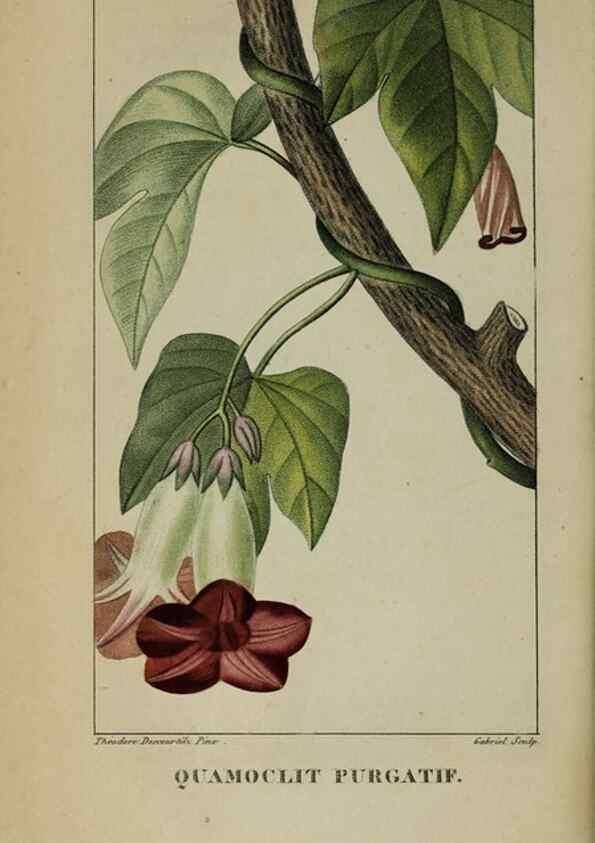 Reproducción/Reproduction 46446241414: Flore pittoresque et médicale des Antilles, ou, Histoire naturelle des plantes usuelles des colonies françaises, anglaises, espagnoles, et portugaises /. Paris :Ches l'Editeur,1833.. 