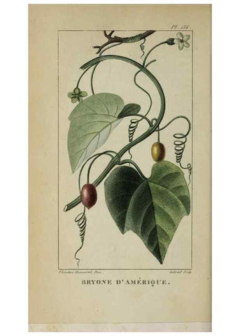 Reproducción/Reproduction 33294566938: Flore pittoresque et médicale des Antilles, ou, Histoire naturelle des plantes usuelles des colonies françaises, anglaises, espagnoles, et portugaises /. Paris :Ches l'Editeur,1833.. 