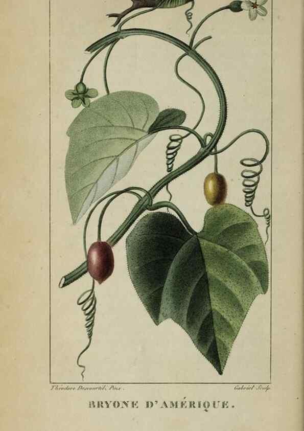 Reproducción/Reproduction 33294566938: Flore pittoresque et médicale des Antilles, ou, Histoire naturelle des plantes usuelles des colonies françaises, anglaises, espagnoles, et portugaises /. Paris :Ches l'Editeur,1833.. 
