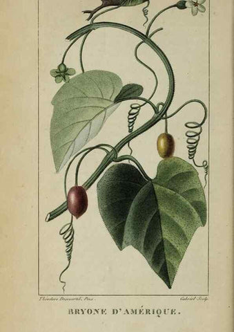 Reproducción/Reproduction 33294566938: Flore pittoresque et médicale des Antilles, ou, Histoire naturelle des plantes usuelles des colonies françaises, anglaises, espagnoles, et portugaises /. Paris :Ches l'Editeur,1833.. 