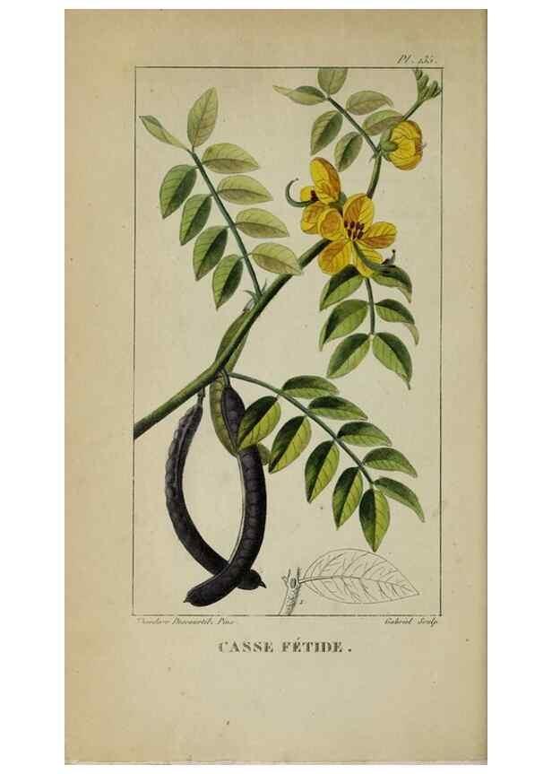 Reproducción/Reproduction 47117776332: Flore pittoresque et médicale des Antilles, ou, Histoire naturelle des plantes usuelles des colonies françaises, anglaises, espagnoles, et portugaises /. Paris :Ches l'Editeur,1833.. 