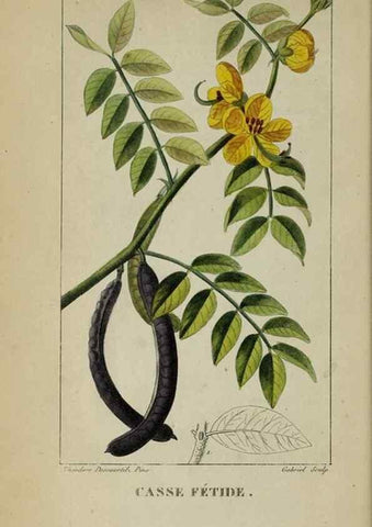 Reproducción/Reproduction 47117776332: Flore pittoresque et médicale des Antilles, ou, Histoire naturelle des plantes usuelles des colonies françaises, anglaises, espagnoles, et portugaises /. Paris :Ches l'Editeur,1833.. 