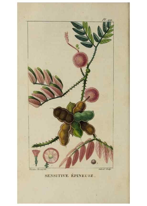 Reproducción/Reproduction 47117756262: Flore pittoresque et médicale des Antilles, ou, Histoire naturelle des plantes usuelles des colonies françaises, anglaises, espagnoles, et portugaises /. Paris :Ches l'Editeur,1833.. 