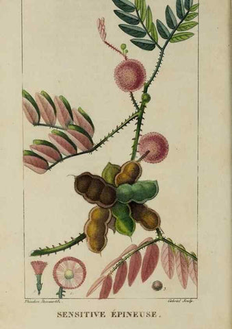 Reproducción/Reproduction 47117756262: Flore pittoresque et médicale des Antilles, ou, Histoire naturelle des plantes usuelles des colonies françaises, anglaises, espagnoles, et portugaises /. Paris :Ches l'Editeur,1833.. 