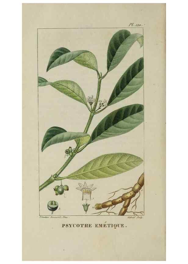 Reproducción/Reproduction 40204859553: Flore pittoresque et médicale des Antilles, ou, Histoire naturelle des plantes usuelles des colonies françaises, anglaises, espagnoles, et portugaises /. Paris :Ches l'Editeur,1833.. 