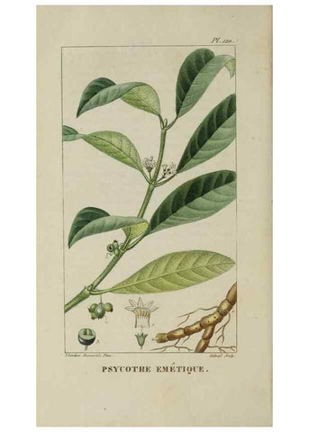 Reproducción/Reproduction 40204859553: Flore pittoresque et médicale des Antilles, ou, Histoire naturelle des plantes usuelles des colonies françaises, anglaises, espagnoles, et portugaises /. Paris :Ches l'Editeur,1833.. 