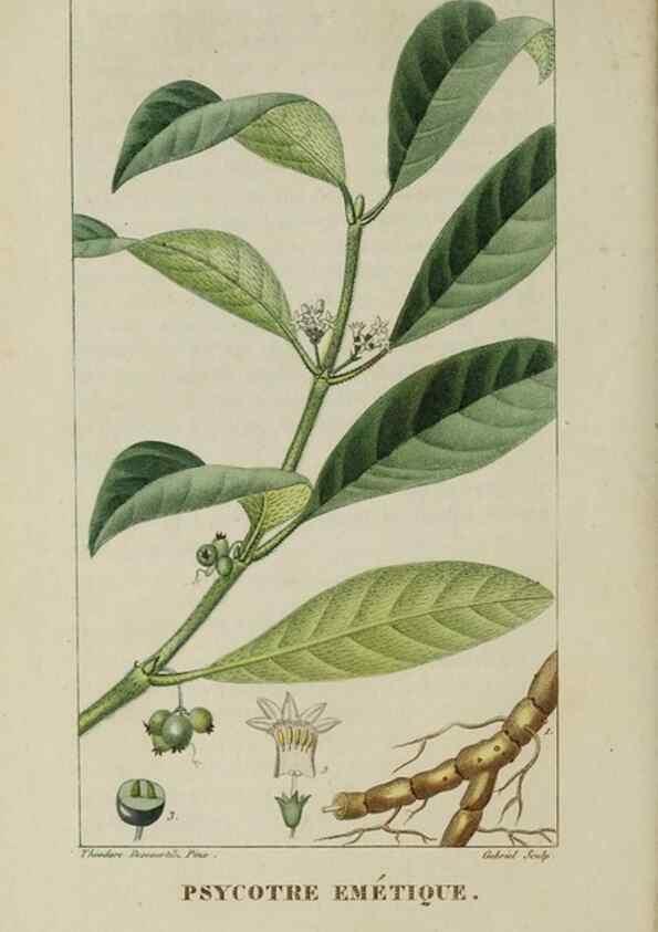 Reproducción/Reproduction 40204859553: Flore pittoresque et médicale des Antilles, ou, Histoire naturelle des plantes usuelles des colonies françaises, anglaises, espagnoles, et portugaises /. Paris :Ches l'Editeur,1833.. 