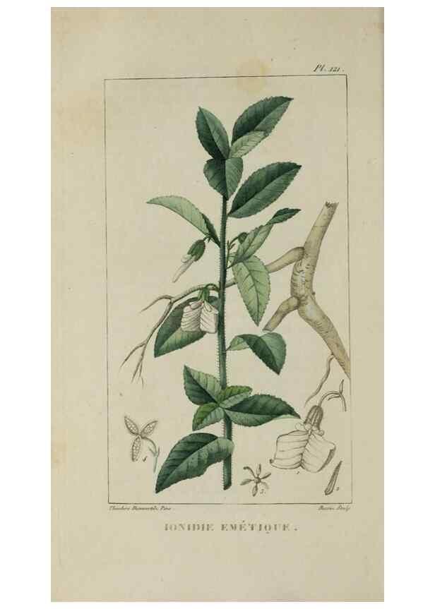 Reproducción/Reproduction 33294546638: Flore pittoresque et médicale des Antilles, ou, Histoire naturelle des plantes usuelles des colonies françaises, anglaises, espagnoles, et portugaises /. Paris :Ches l'Editeur,1833.. 