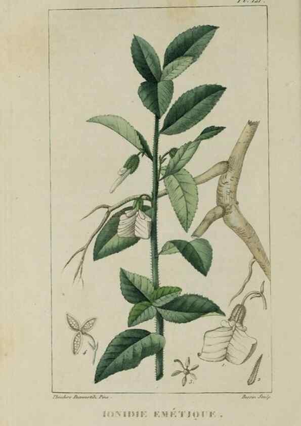 Reproducción/Reproduction 33294546638: Flore pittoresque et médicale des Antilles, ou, Histoire naturelle des plantes usuelles des colonies françaises, anglaises, espagnoles, et portugaises /. Paris :Ches l'Editeur,1833.. 