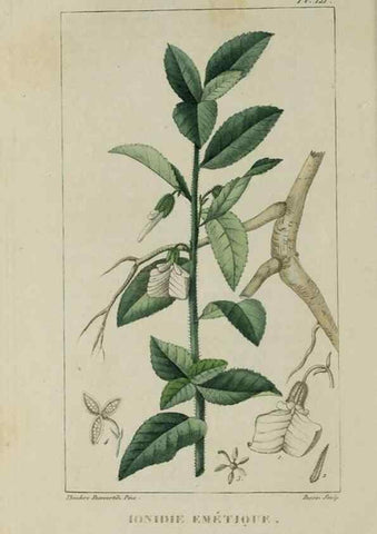 Reproducción/Reproduction 33294546638: Flore pittoresque et médicale des Antilles, ou, Histoire naturelle des plantes usuelles des colonies françaises, anglaises, espagnoles, et portugaises /. Paris :Ches l'Editeur,1833.. 