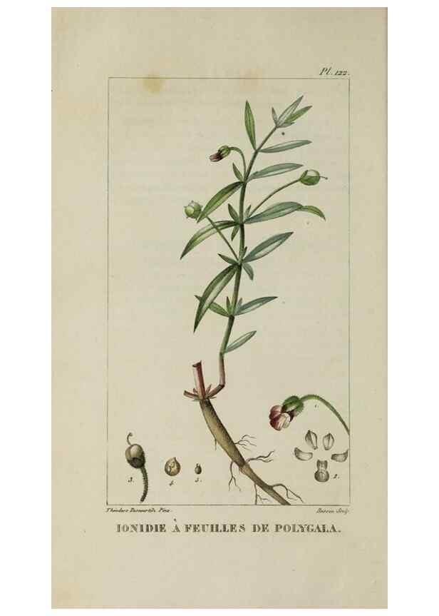 Reproducción/Reproduction 33294548378: Flore pittoresque et médicale des Antilles, ou, Histoire naturelle des plantes usuelles des colonies françaises, anglaises, espagnoles, et portugaises /. Paris :Ches l'Editeur,1833.. 