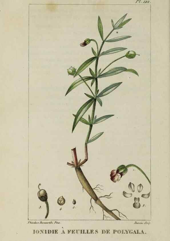 Reproducción/Reproduction 33294548378: Flore pittoresque et médicale des Antilles, ou, Histoire naturelle des plantes usuelles des colonies françaises, anglaises, espagnoles, et portugaises /. Paris :Ches l'Editeur,1833.. 