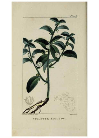 Reproducción/Reproduction 46446226574: Flore pittoresque et médicale des Antilles, ou, Histoire naturelle des plantes usuelles des colonies françaises, anglaises, espagnoles, et portugaises /. Paris :Ches l'Editeur,1833.. 