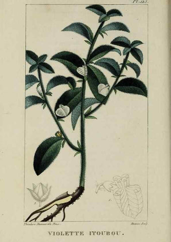 Reproducción/Reproduction 46446226574: Flore pittoresque et médicale des Antilles, ou, Histoire naturelle des plantes usuelles des colonies françaises, anglaises, espagnoles, et portugaises /. Paris :Ches l'Editeur,1833.. 