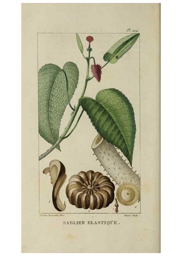Reproducción/Reproduction 46255629515: Flore pittoresque et médicale des Antilles, ou, Histoire naturelle des plantes usuelles des colonies françaises, anglaises, espagnoles, et portugaises /. Paris :Ches l'Editeur,1833.. 